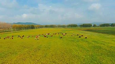 4K秋天草原上的牛群视频的预览图